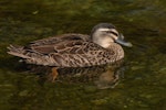 Grey duck | Pārera. Hybrid adult (orange legs and green bill indicate mallard genes). Lake Alexandrina, February 2008. Image © Peter Reese by Peter Reese.