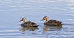 Grey duck | Pārera. Pair at an urban lake. Tauranga, August 2012. Image © Raewyn Adams by Raewyn Adams.