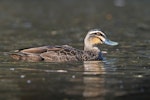 Grey duck | Pārera. Adult. Dromana, Victoria, Australia, November 2018. Image © Mark Lethlean by Mark Lethlean.