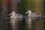 Grey duck | Pārera. Two adults. Dromana, Victoria, Australia, September 2018. Image © Mark Lethlean by Mark Lethlean.