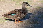 Grey duck | Pārera. Hybrid grey duck x mallard (orange legs). Lake Alexandrina, February 2008. Image © Peter Reese by Peter Reese.