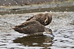 Grey duck | Pārera. Grey duck showing green speculum (front) and mallard hybrid (behind) with blue speculum.. Tauranga, February 2013. Image © Raewyn Adams by Raewyn Adams.