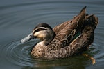 Grey duck | Pārera. Hybrid adult. Wanganui, October 2008. Image © Ormond Torr by Ormond Torr.