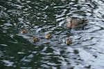 Grey duck | Pārera. Adult and ducklings. Queenstown, April 1962. Image © Department of Conservation ( image ref: 10035429 ) by Dick Veitch, Department of Conservation.