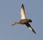 Grey duck | Pārera. Ventral view of adult in flight. Wanganui, October 2009. Image © Ormond Torr by Ormond Torr.