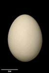 Grey duck | Pārera. Egg 57.8 x 41.9 mm (NMNZ OR.019137, collected by Jack Sorensen). Campbell Island, December 1943. Image © Te Papa by Jean-Claude Stahl.