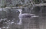 Grey duck | Pārera. Adult swimming. Mid-north, July 2009. Image © Jenny Atkins by Jenny Atkins.