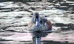 Australasian shoveler | Kuruwhengi. Adult male frontal view. Wanganui, July 2014. Image © Ormond Torr by Ormond Torr.