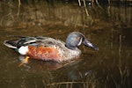 Australasian shoveler | Kuruwhengi. Adult male. Nga Manu Bird Sanctuary, Waikanae, October 2009. Image © Rob Lynch by Rob Lynch.