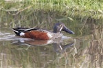 Australasian shoveler | Kuruwhengi. Adult male in breeding plumage, reflected. Linwood Drain, Christchurch, June 2014. Image © Steve Attwood by Steve Attwood.