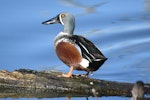 Australasian shoveler | Kuruwhengi. Adult male in breeding plumage. Waikuku Beach, North Canterbury, August 2018. Image © Kelly Johnson by Kelly Johnson.