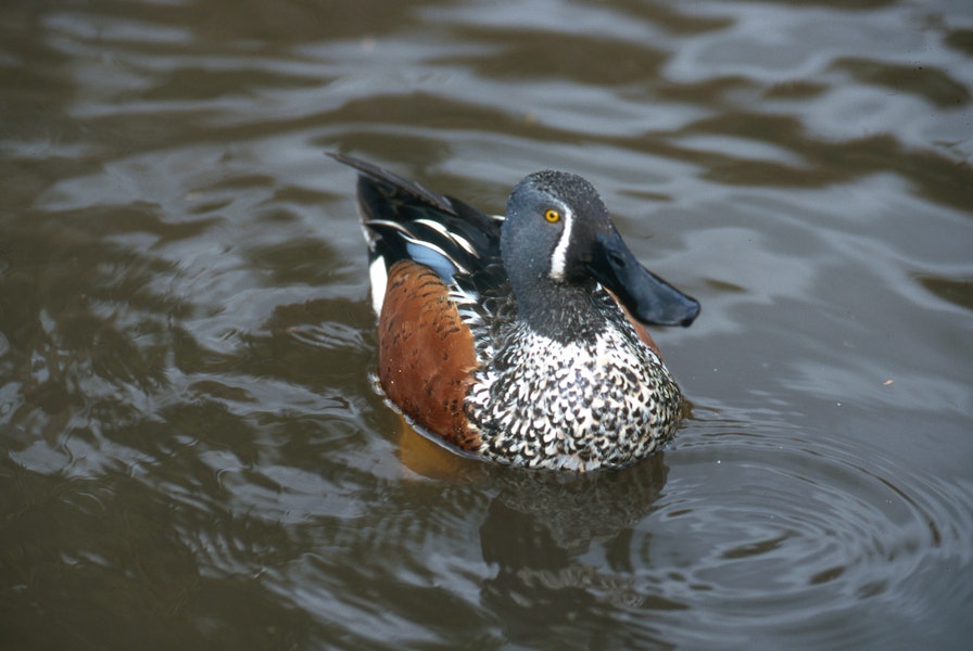 Australasian shoveler | Kuruwhengi. Front view of adult male in breeding plumage. Lake Rotoroa, September 2001. Image © Terry Greene by Terry Greene.