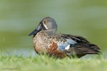 Australasian shoveler | Kuruwhengi. Adult male in breeding plumage. Napier, Hawke's Bay, October 2011. Image © Neil Fitzgerald by Neil Fitzgerald.