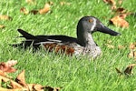 Australasian shoveler | Kuruwhengi. Adult male resting. Anderson Park, Greenmeadows, Napier, April 2016. Image © Paul Le Roy by Paul Le Roy.