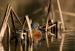 Australasian shoveler | Kuruwhengi. Adult male in breeding plumage resting between reeds stems. Lake Taupo, Waikato, August 2007. Image © Neil Fitzgerald by Neil Fitzgerald.