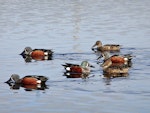 Australasian shoveler | Kuruwhengi. Four males and two females filter feeding. Puketutu Canal, Mangere, May 2014. Image © Jacqui Geux by Jacqui Geux.