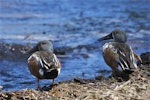 Australasian shoveler | Kuruwhengi. Rear view of two males in breeding plumage. Lake Forsyth, Canterbury, November 2012. Image © Steve Attwood by Steve Attwood.