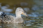 Australasian shoveler | Kuruwhengi. Female. Lake Alexandrina, Canterbury, October 2007. Image © Neil Fitzgerald by Neil Fitzgerald.