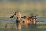 Australasian shoveler | Kuruwhengi. Adult male, non-breeding. Lake Taupo, Waikato, October 2006. Image © Neil Fitzgerald by Neil Fitzgerald.