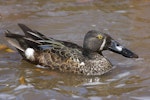 Australasian shoveler | Kuruwhengi. Adult male in partial breeding plumage. Lake Forsyth, Canterbury, November 2012. Image © Steve Attwood by Steve Attwood.