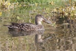 Australasian shoveler | Kuruwhengi. Adult female swimming, reflected. Linwood Drain, Christchurch, June 2014. Image © Steve Attwood by Steve Attwood.