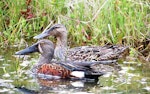 Australasian shoveler | Kuruwhengi. Pair, with male in front. Tokaanu, November 2013. Image © Koos Baars by Koos Baars.