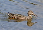 Australasian shoveler | Kuruwhengi. Adult female. Te Awanga Lagoon, October 2011. Image © Dick Porter by Dick Porter.