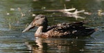 Australasian shoveler | Kuruwhengi. Female. Wanganui, December 2008. Image © Ormond Torr by Ormond Torr.