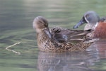 Australasian shoveler | Kuruwhengi. Female preening, male in attendance. Christchurch Botanic Gardens, May 2014. Image © Steve Attwood by Steve Attwood.