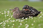 Australasian shoveler | Kuruwhengi. Adult female yawning, revealing lamellae (sleeping male behind). Anderson Park, Taradale, Napier, September 2012. Image © Adam Clarke by Adam Clarke.