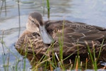 Australasian shoveler | Kuruwhengi. Adult female close up. Lake Alexandrina, February 2008. Image © Peter Reese by Peter Reese.