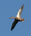 Australasian shoveler | Kuruwhengi. Ventral view of adult female in flight. Wanganui, October 2007. Image © Ormond Torr by Ormond Torr.