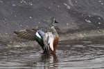 Australasian shoveler | Kuruwhengi. Male stretching his wings after bathing. Tauranga, May 2014. Image © Raewyn Adams by Raewyn Adams.