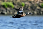 Australasian shoveler | Kuruwhengi. Male in breeding plumage in flight. Puketutu Canal, September 2010. Image © Cheryl Marriner by Cheryl Marriner.