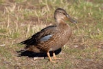 Australasian shoveler | Kuruwhengi. Juvenile male. Lake Alexandrina, February 2008. Image © Peter Reese by Peter Reese.