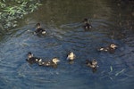 Australasian shoveler | Kuruwhengi. Ducklings. Invercargill, January 1968. Image © Department of Conservation ( image ref: 10042879 ) by Roger Sutton Department of Conservation.