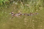 Australasian shoveler | Kuruwhengi. Female with 10 ducklings. Christchurch, December 2008. Image © Peter Reese by Peter Reese.