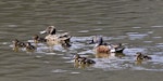 Australasian shoveler | Kuruwhengi. Pair with 7 ducklings. Nelson sewage ponds, October 2015. Image © Rebecca Bowater by Rebecca Bowater FPSNZ AFIAP.