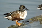 Northern shoveler. Adult male in breeding plumage. Texas, December 2006. Image © Jim Denny by Jim Denny.