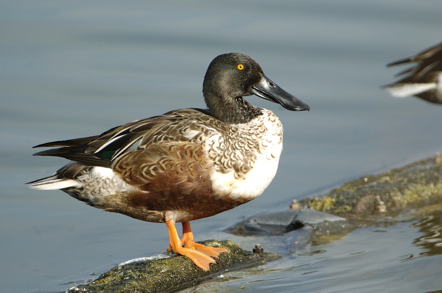 Northern shoveler. Adult male in breeding plumage. Texas, December 2006. Image © Jim Denny by Jim Denny.