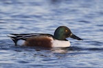 Northern shoveler. Adult male in breeding plumage. Pegasus Wetlands, June 2020. Image © Oscar Thomas by Oscar Thomas.