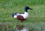 Northern shoveler. Adult male in breeding plumage. Kingston, Norfolk Island, June 2017. Image © Alan Tennyson by Alan Tennyson.