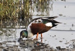 Northern shoveler. Adult male in breeding plumage feeding. San Francisco estuary, California, USA, November 2014. Image © Rebecca Bowater by Rebecca Bowater FPSNZ AFIAP.