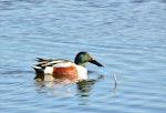 Northern shoveler. Adult male in breeding plumage, swimming. Parc du Marquenterre, France, March 2016. Image © Cyril Vathelet by Cyril Vathelet.