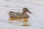 Northern shoveler. Female. Marburg, Germany, July 2007. Image © Matthias Dehling by Matthias Dehling.