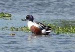 Northern shoveler. Adult male in breeding plumage showing iridescent purple head. Kingston, Norfolk Island, June 2017. Image © Alan Tennyson by Alan Tennyson.