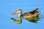 Northern shoveler. Female. Parc du Marquenterre, France, August 2016. Image © Cyril Vathelet by Cyril Vathelet.