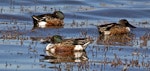 Northern shoveler. Three adult males in partial breeding plumage. San Francisco, California, USA, November 2014. Image © Rebecca Bowater by Rebecca Bowater FPSNZ AFIAP.