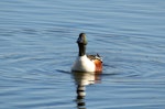 Northern shoveler. Front view of adult male swimming. Parc du Marquenterre, France, March 2016. Image © Cyril Vathelet by Cyril Vathelet.