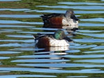 Northern shoveler. Adult male (front) with with a male Australasian shoveler. Bromley oxidation ponds, Christchurch, May 2019. Image © Janet Burton by Janet Burton.